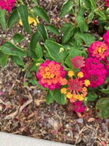 cluster of colorful flowers of pinks, oranges, yellows