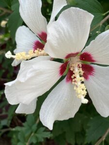 close up of white flowers with burgundy centers and pollen stems