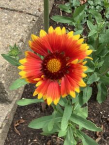 Close-up of a red, orange, and yellow flower with many petals